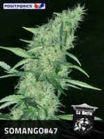 Somango #47 by Positronic Seeds