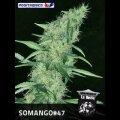 Somango #47 - Positronic Seeds