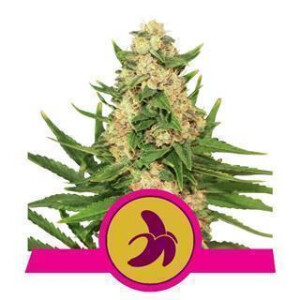 Fat Banana from Royal Queen Seeds 10 Seeds