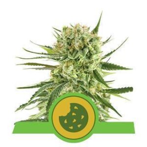 Royal Cookies from Royal Queen Seeds