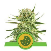 Royal Cookies from Royal Queen Seeds