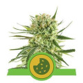 Royal Cookies from Royal Queen Seeds 10 Seeds