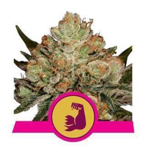 Hulkberry from Royal Queen Seeds 10 Seeds