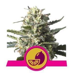 Lemon Shining Silver Haze from Royal Queen Seeds 5 Seeds