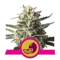 Lemon Shining Silver Haze from Royal Queen Seeds 10 Seeds