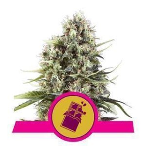 Chocolate Haze from Royal Queen Seeds 5 Seeds