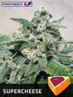Supercheese by Positronic Seeds
