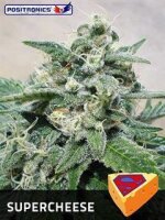 Supercheese Feminised Seeds