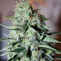 White Explosion - Seeds66