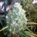 Trainwreck from Seeds66 3 Seeds