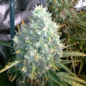 Trainwreck from Seeds66 5 Seeds