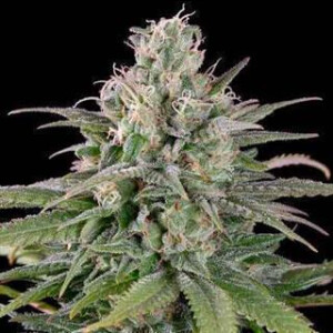 Bubba Kush Auto from Seeds66 3 Seeds
