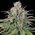 Bubba Kush Auto from Seeds66 5 Seeds