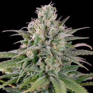 Bubba Kush Auto from Seeds66 10 Seeds