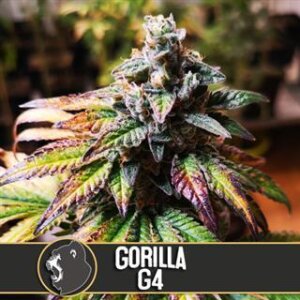 Gorilla Glue #4 from Blimburn Seeds
