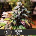 Gorilla Glue #4 - Blimburn Seeds 3 Samen