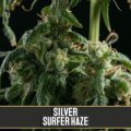 Silversurfer Haze - Blimburn Seeds 3 Samen