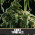 Silversurfer Haze from Blimburn Seeds 6 Seeds