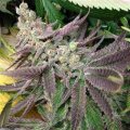 Strawberry Banana from Seeds66 1 Seed