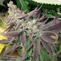 Strawberry Banana from Seeds66 3 Seeds