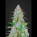 Californian Snow Auto from Fast Buds 5 Seeds