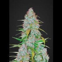 Californian Snow Auto from Fast Buds 10 Seeds