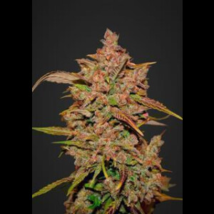 Crystal Meth Auto from Fast Buds 10 Seeds