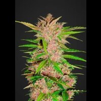 Fastberry Auto - Fast Buds