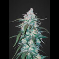Pineapple Express Auto from Fast Buds 5 Seeds
