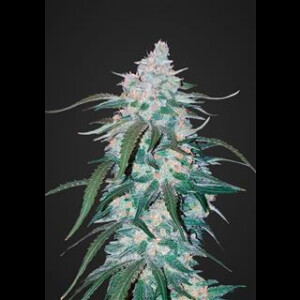 Pineapple Express Auto from Fast Buds 10 Seeds