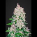 Stardawg Auto from Fast Buds 10 Seeds