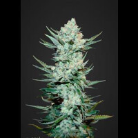 Tangiematic Auto from Fast Buds 10 Seeds