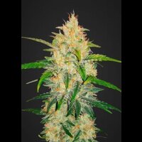Zkittles Auto from Fast Buds - 3 Seeds