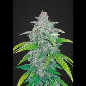 Blue Dreammatic Auto from Fast Buds 5 Seeds