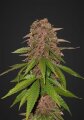 C4 Auto - Fast Buds