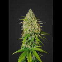 Grapefruit Auto from Fast Buds 10 Seeds