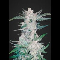 Mexican Airlines Auto from Fast Buds 5 Seeds