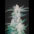 Mexican Airlines Auto from Fast Buds 5 Seeds