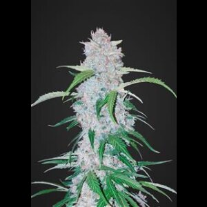 Six Shooter Auto from Fast Buds