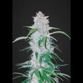 Six Shooter Auto from Fast Buds 5 Seeds