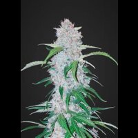 Six Shooter Auto from Fast Buds 10 Seeds