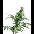 Mexican Sativa from Sensi Seeds 3 Seeds