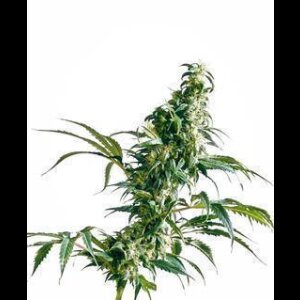 Mexican Sativa from Sensi Seeds 5 Seeds