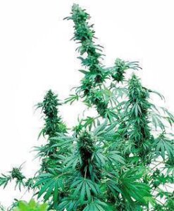 Early Skunk - Sensi Seeds