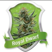 Royal Dwarf Automatic Feminised Seeds 10 Seeds