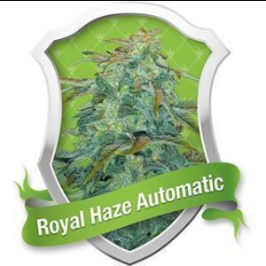 Royal Haze Automatic Feminised 3 Seeds