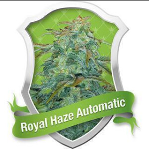 Royal Haze Auto - Royal Queen Seeds - 5 Samen