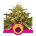 Royal Domina from Royal Queen Seeds 3 Seeds