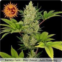 Blue Cheese AUTO Feminised Seeds Barney`s Farm