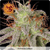 Amnesia Lemon - Barneys Farm 1 Seed